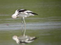 AmericanAvocet winter 